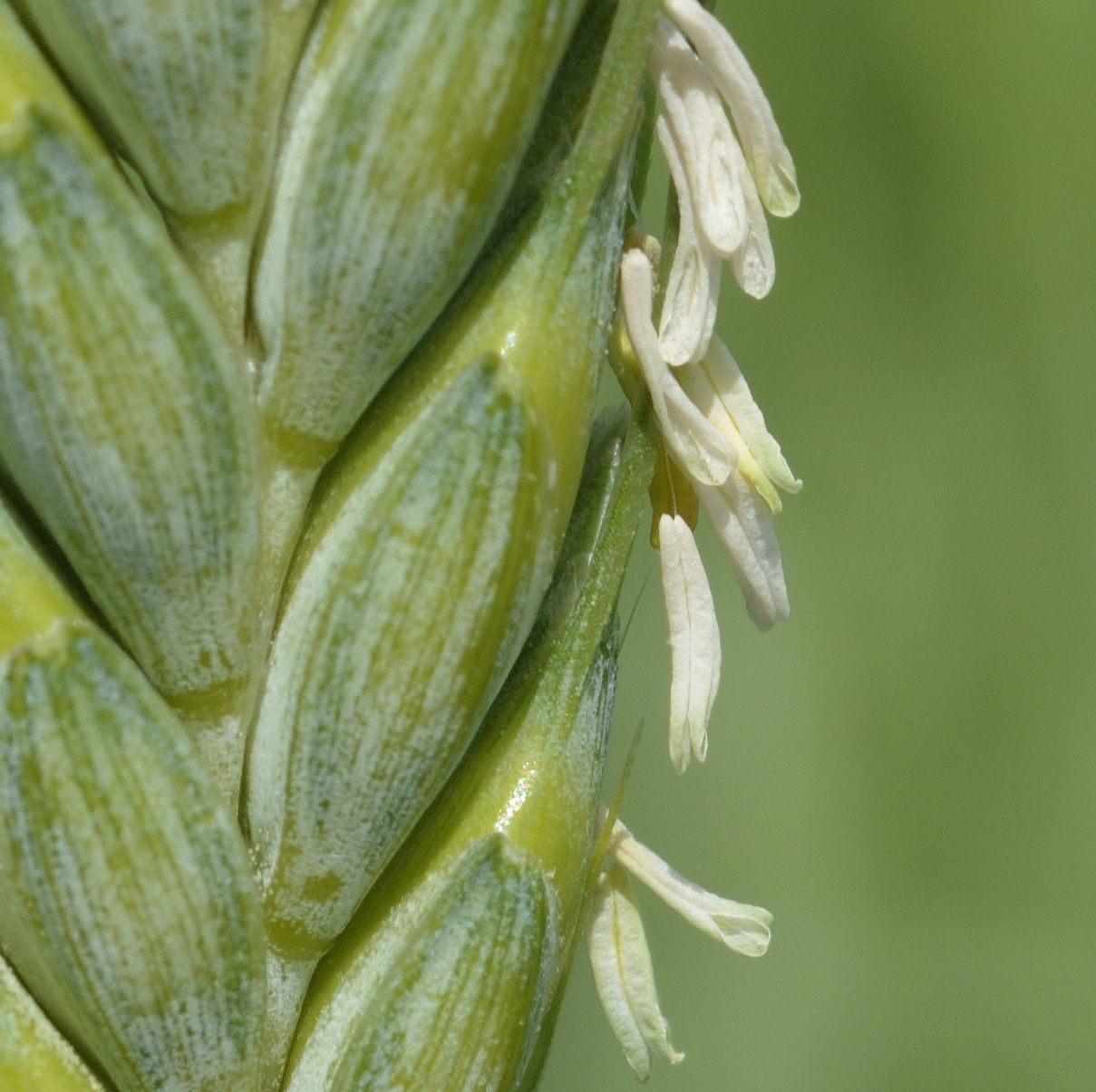 Image of Triticum volgense specimen.