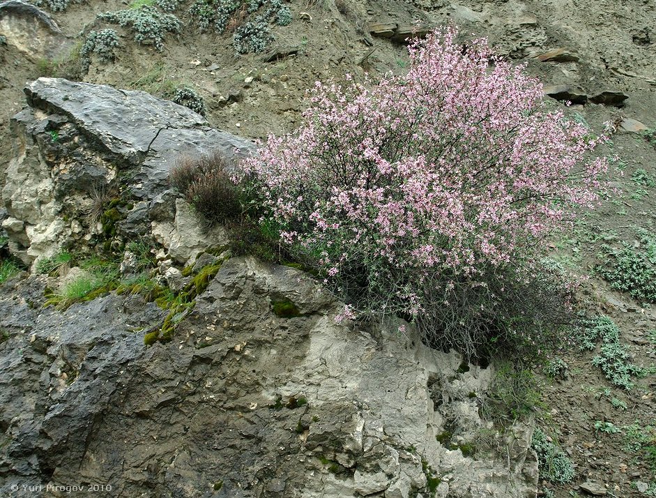 Image of Cerasus incana specimen.