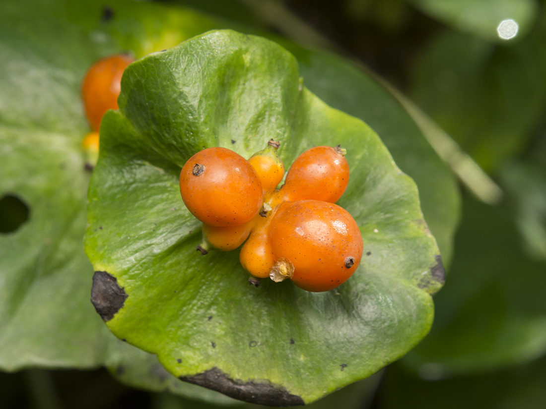 Изображение особи Lonicera caprifolium.