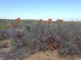 Aloe maculata