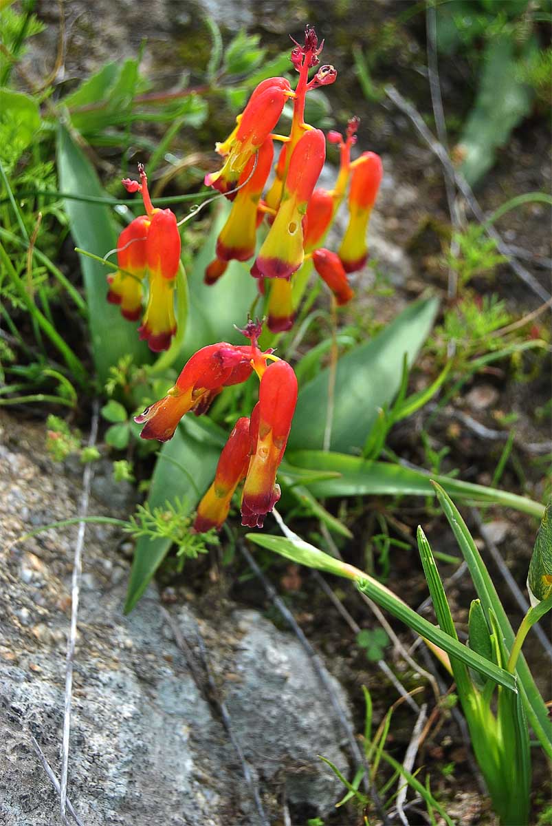 Image of Lachenalia aloides specimen.