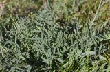 Hedysarum songoricum