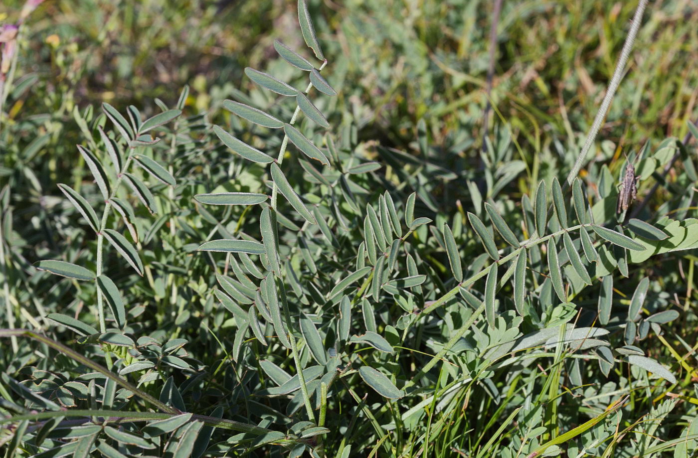 Image of Hedysarum songoricum specimen.