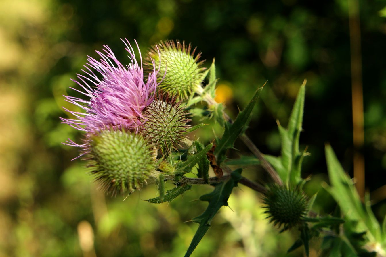 Image of Cirsium laniflorum specimen.