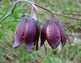 Fritillaria ruthenica. Верхушка цветущего растения. Украина, Черкасская обл., Каневский р-н, Региональный ландшафтный парк \"Трахтемиров\", среди кустарников. 24 апреля 2010 г.