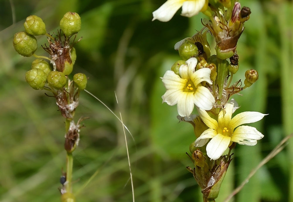 Изображение особи Sisyrinchium striatum.