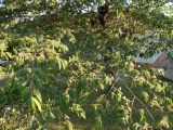 Muntingia calabura. Ветви с цветками и завязавшимися плодами. Австралия, г. Брисбен, в культуре. 05.11.2017.