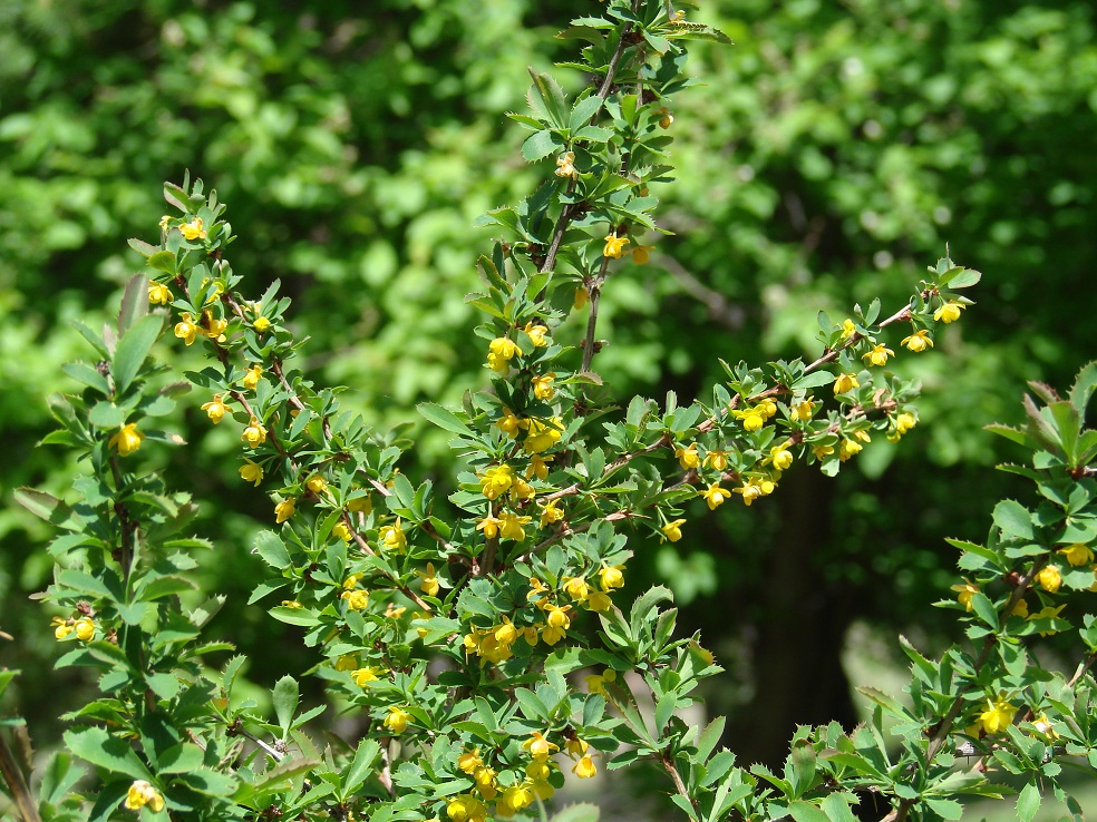 Image of Berberis sibirica specimen.