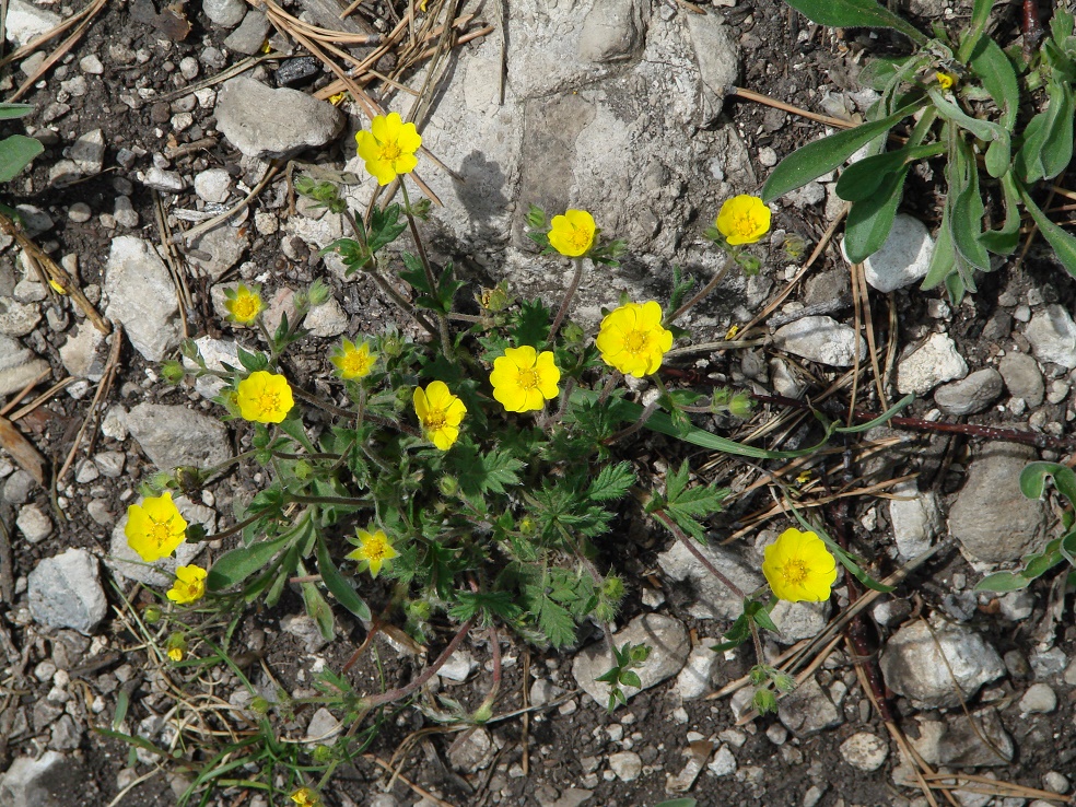 Image of genus Potentilla specimen.