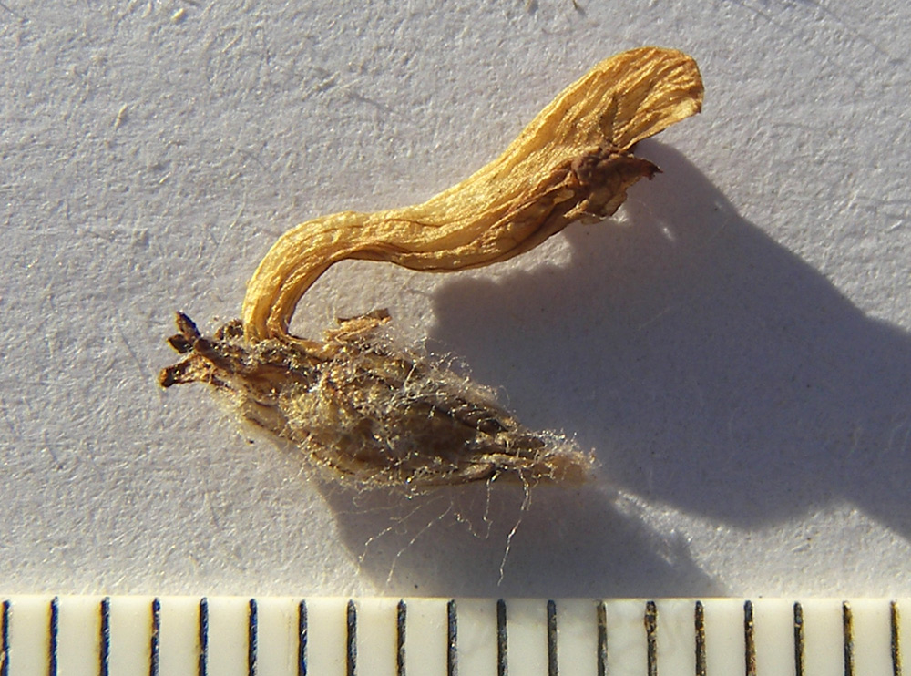 Image of Pedicularis caucasica specimen.