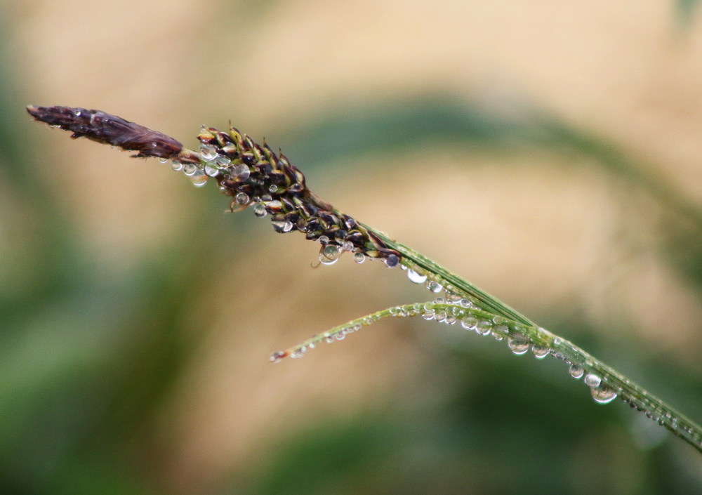 Изображение особи Carex bigelowii.