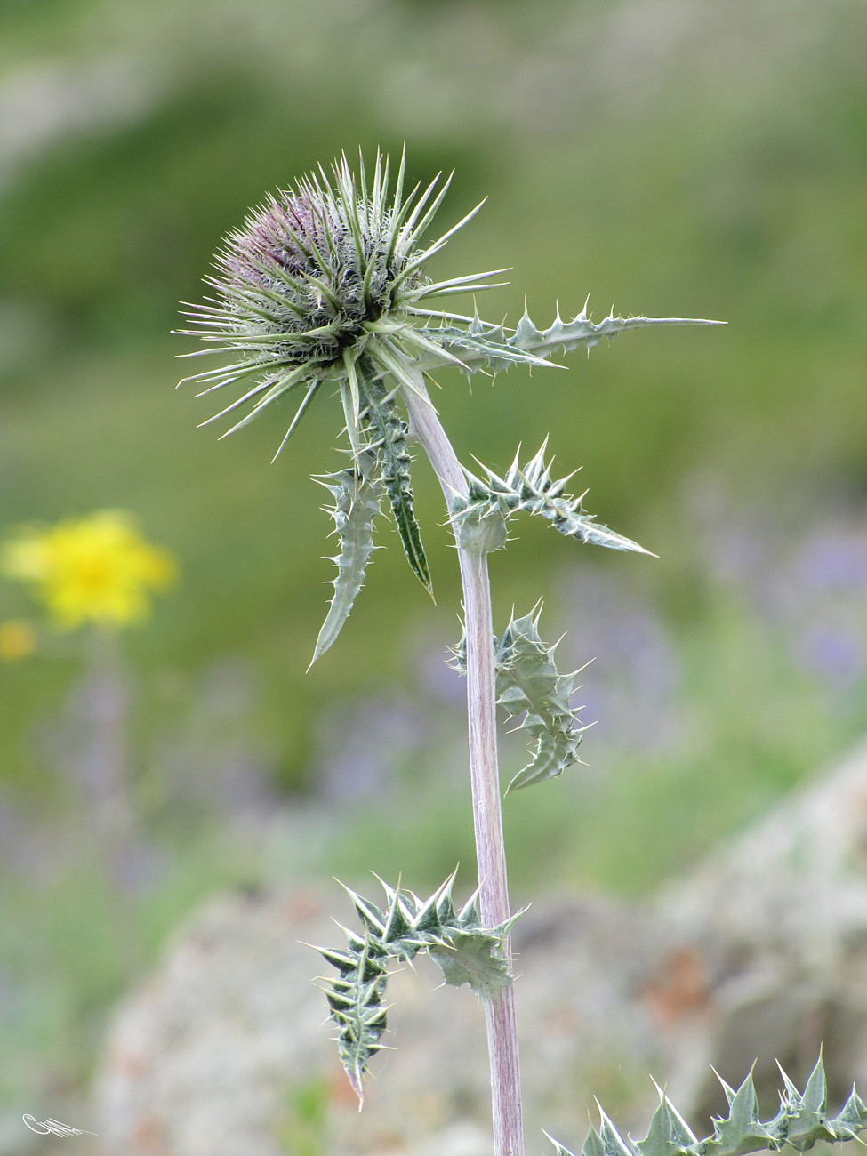 Image of Alfredia nivea specimen.