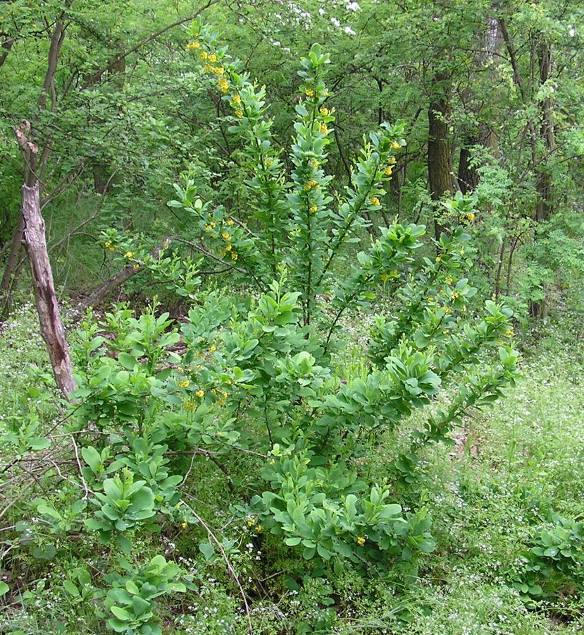 Image of Berberis vulgaris specimen.