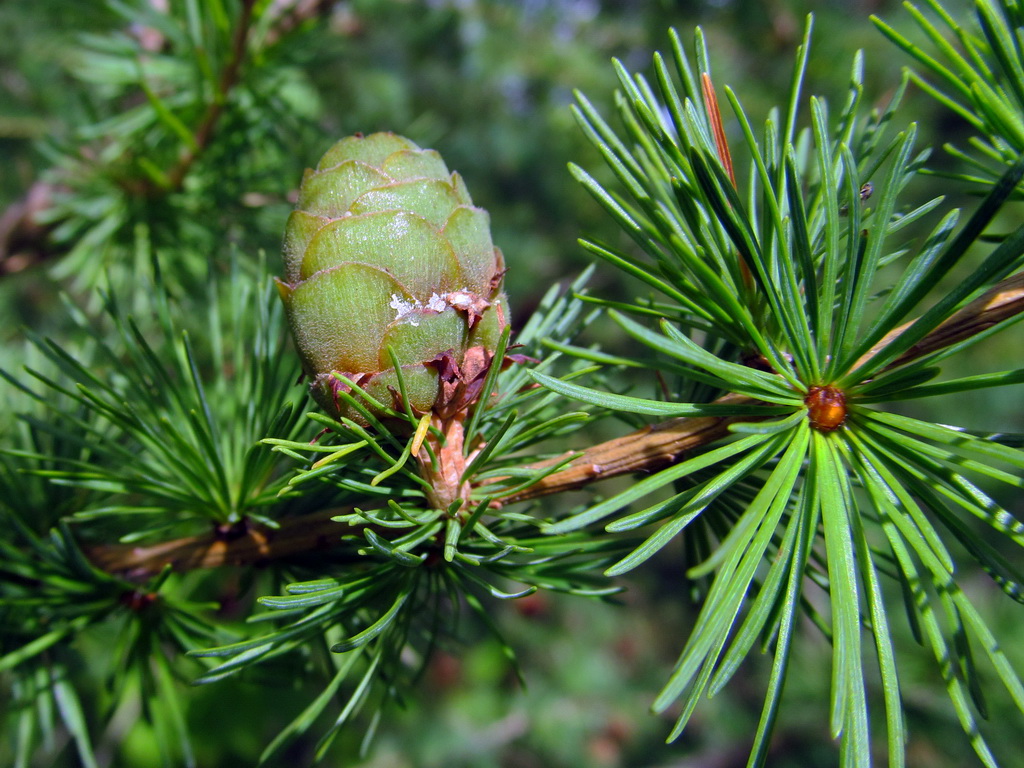 Изображение особи Larix sibirica.