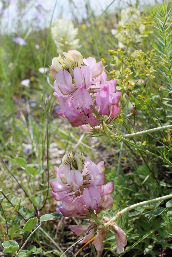 Изображение особи Hedysarum grandiflorum.