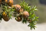 Juniperus oxycedrus subspecies macrocarpa. Верхушка веточки с шишкоягодами. Греция, о-в Крит, ном Ханья (Νομός Χανίων), дим Киссамос (Κίσσαμος), прибрежная фригана. 25 июня 2017 г.
