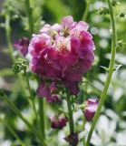 Verbascum phoeniceum