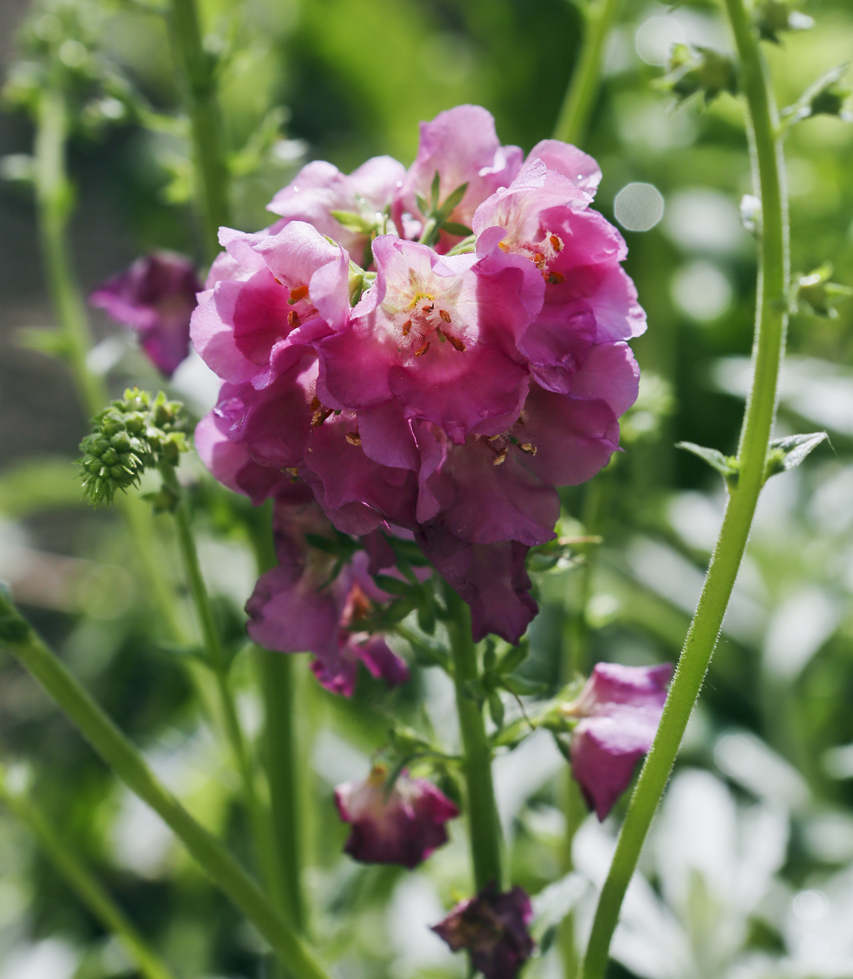 Image of Verbascum phoeniceum specimen.