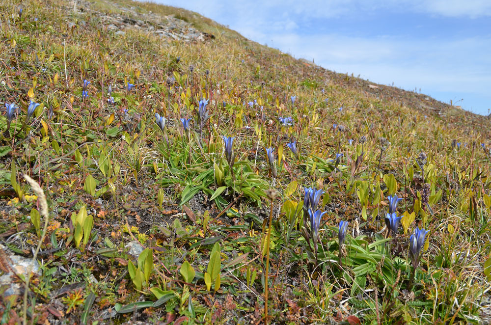 Изображение особи Gentiana kaufmanniana.