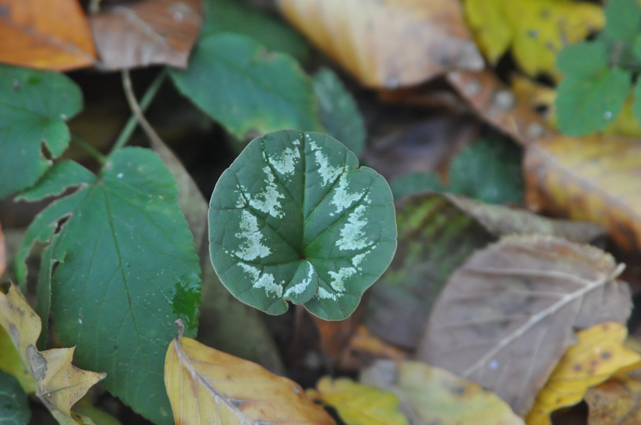 Изображение особи Cyclamen coum.