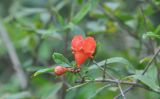 Punica granatum. Ветвь с цветком. Китай, провинция Гуандун, р-н Шаогуань, геопарк \"Дансия\", лес на вершине горы. 17.10.2017.