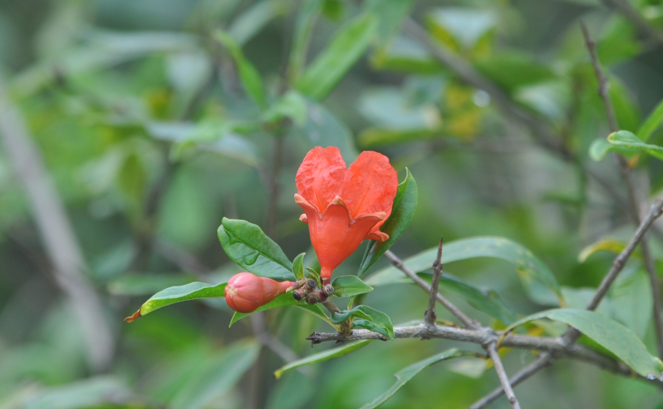 Изображение особи Punica granatum.