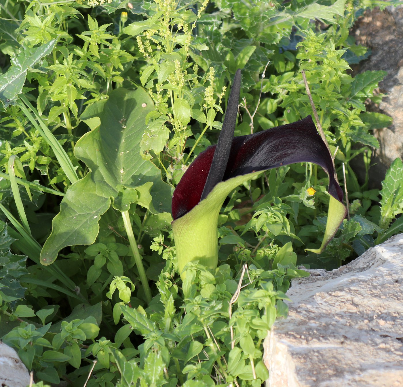 Image of Arum palaestinum specimen.