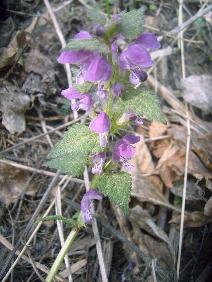 Image of Lamium maculatum specimen.