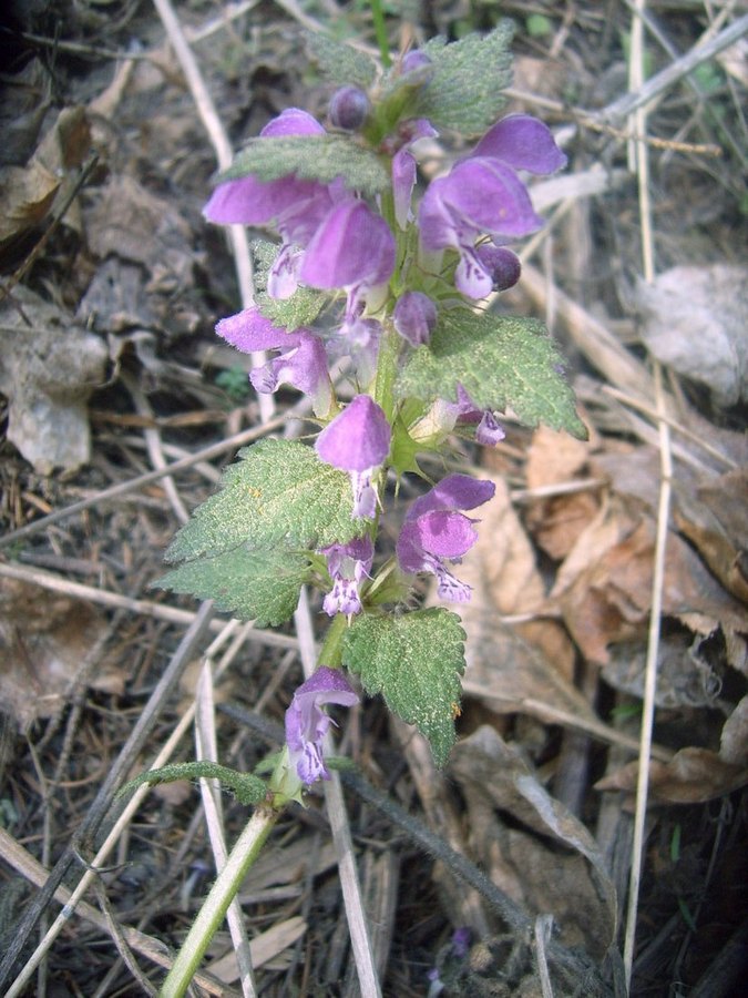 Image of Lamium maculatum specimen.