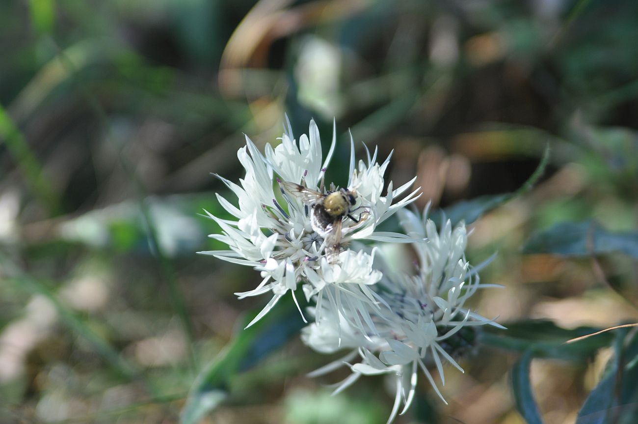 Image of Centaurea cheiranthifolia specimen.