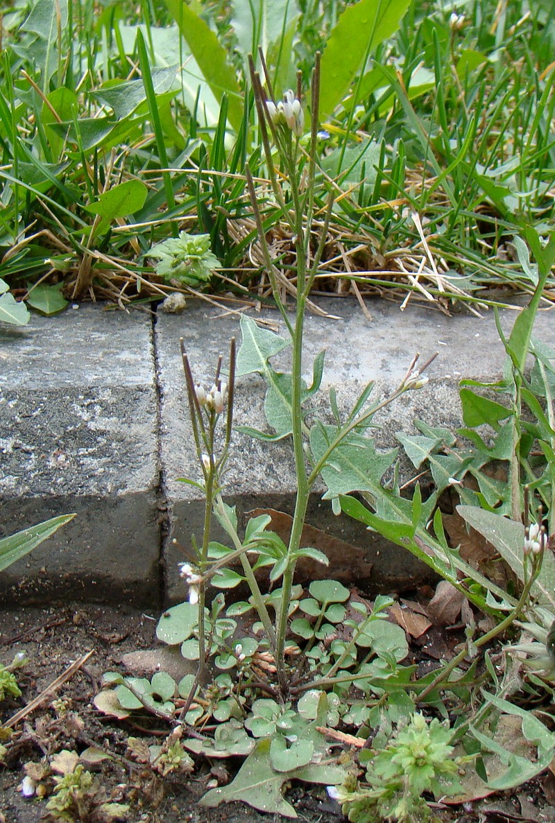 Image of Cardamine hirsuta specimen.