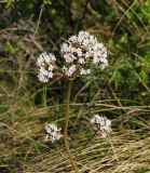 Valeriana tuberosa