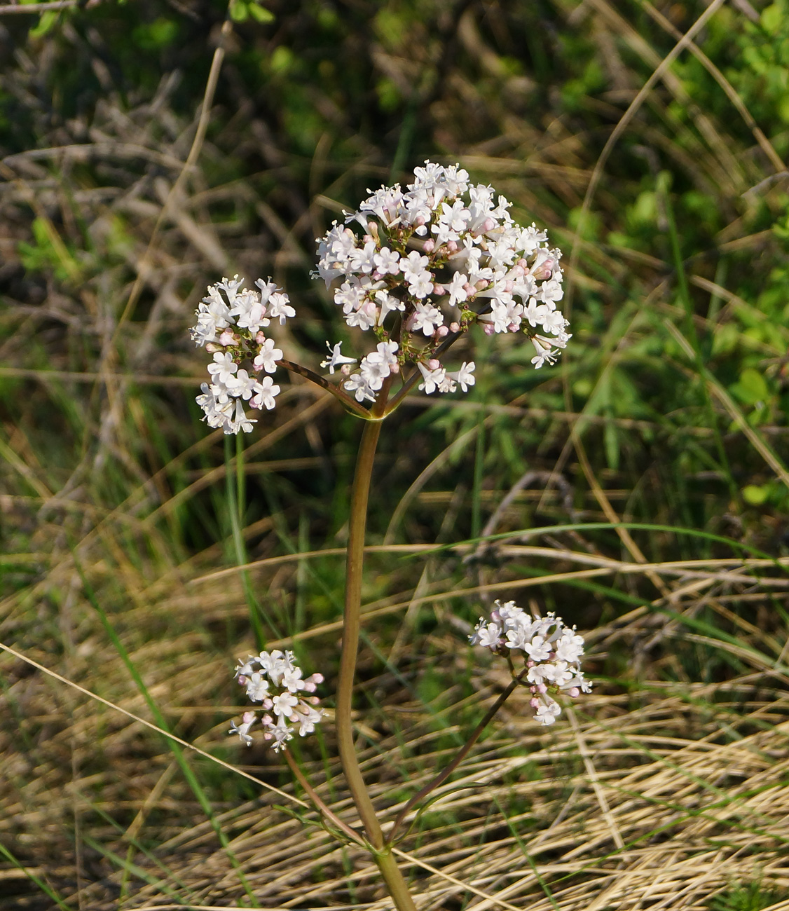 Изображение особи Valeriana tuberosa.