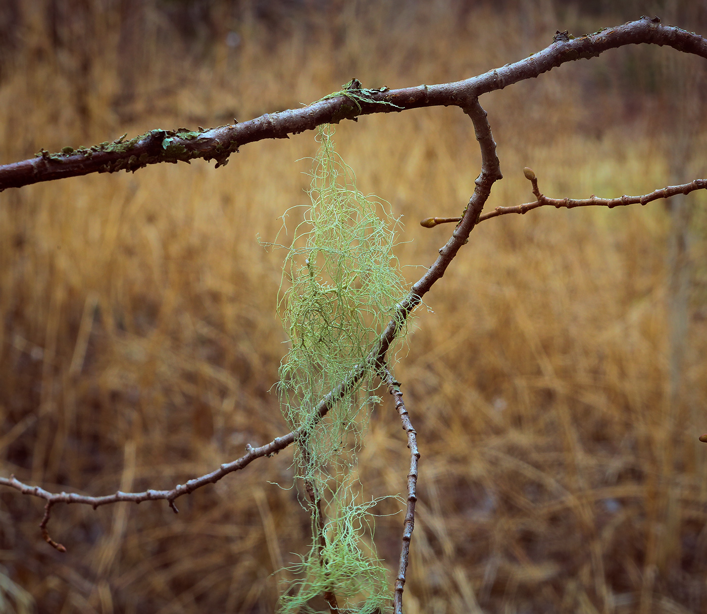 Image of genus Usnea specimen.