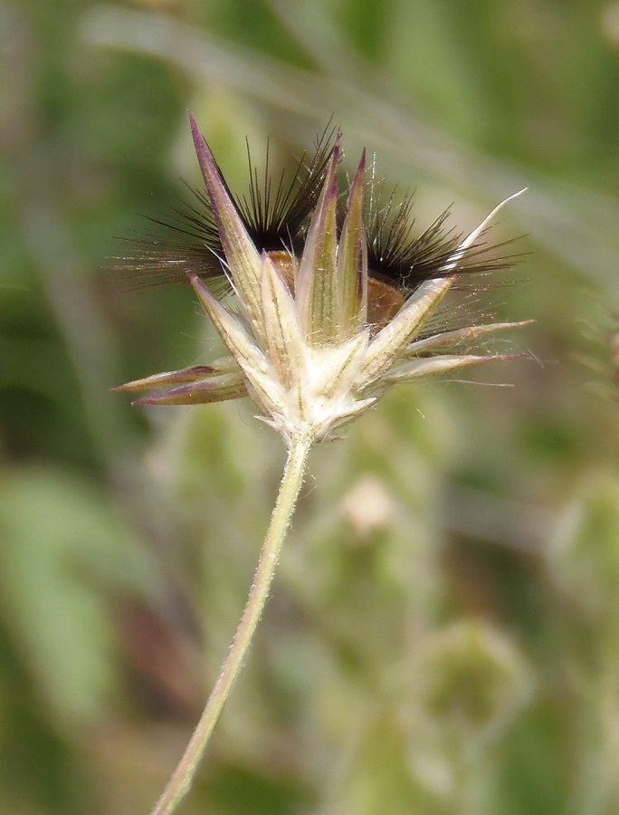 Image of Crupina vulgaris specimen.