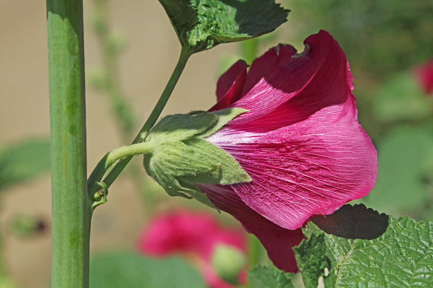 Изображение особи Alcea rosea.