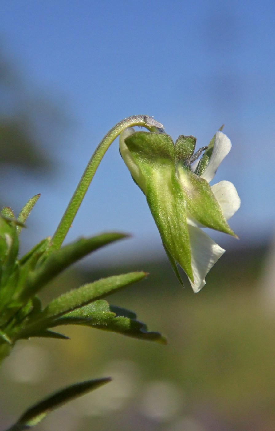 Image of Viola arvensis specimen.