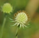 Image of taxon representative. Author is Тамара Риб