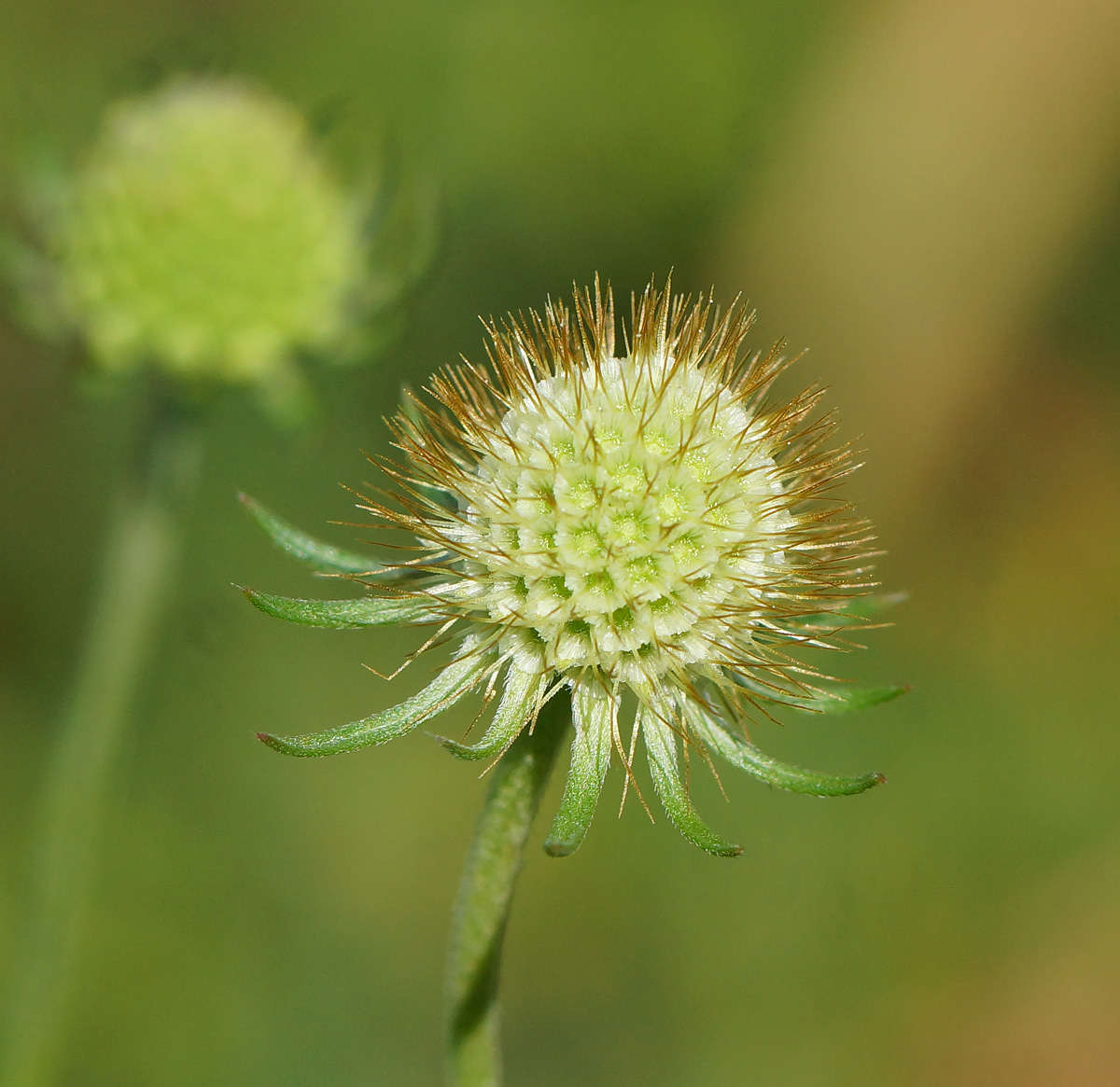 Image of Scabiosa ochroleuca specimen.