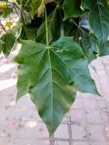 Brachychiton discolor. Лист. Израиль, г. Бат-Ям, в озеленении. 20.06.2017.