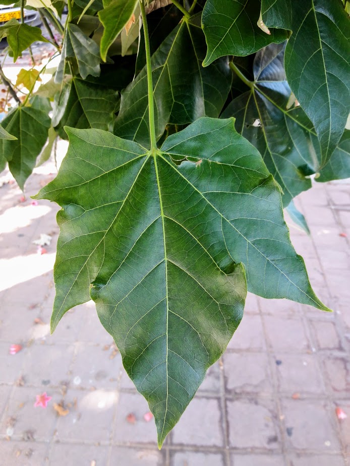Image of Brachychiton discolor specimen.