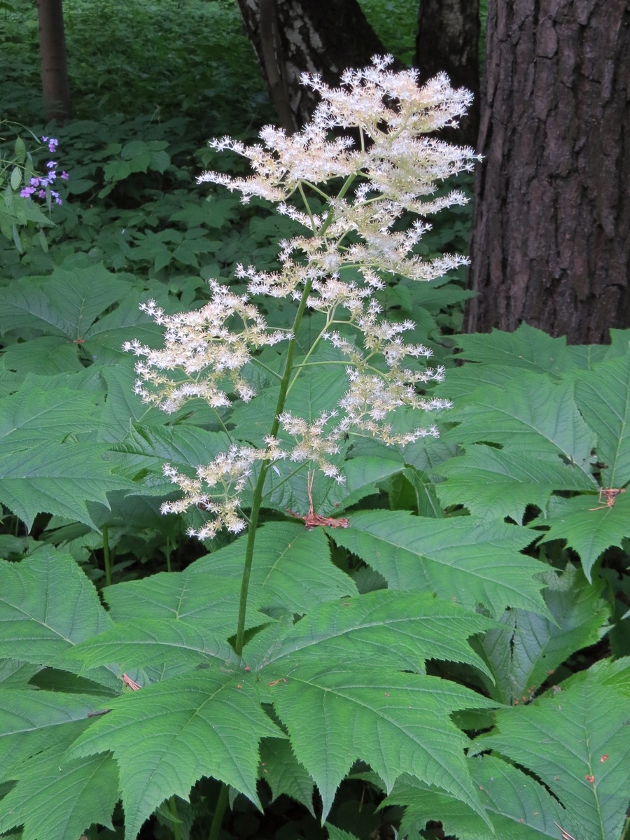 Изображение особи Rodgersia podophylla.