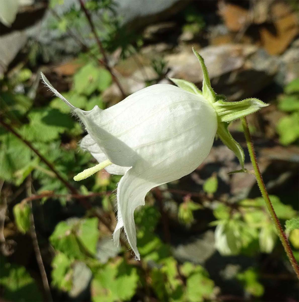Image of Campanula leskovii specimen.