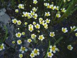 Ranunculus trichophyllus. Цветущие растения в мочажине. Свердловская обл., окр. г. Североуральск, болото. 29.06.2007.