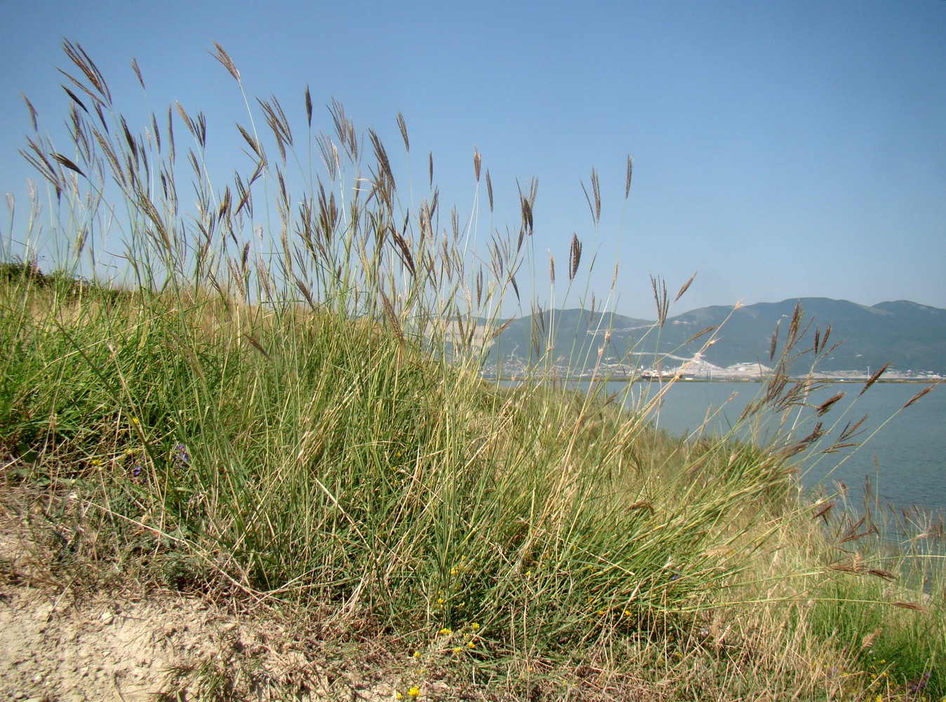 Изображение особи Bothriochloa ischaemum.