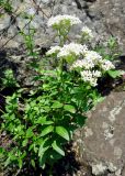 Galium platygalium