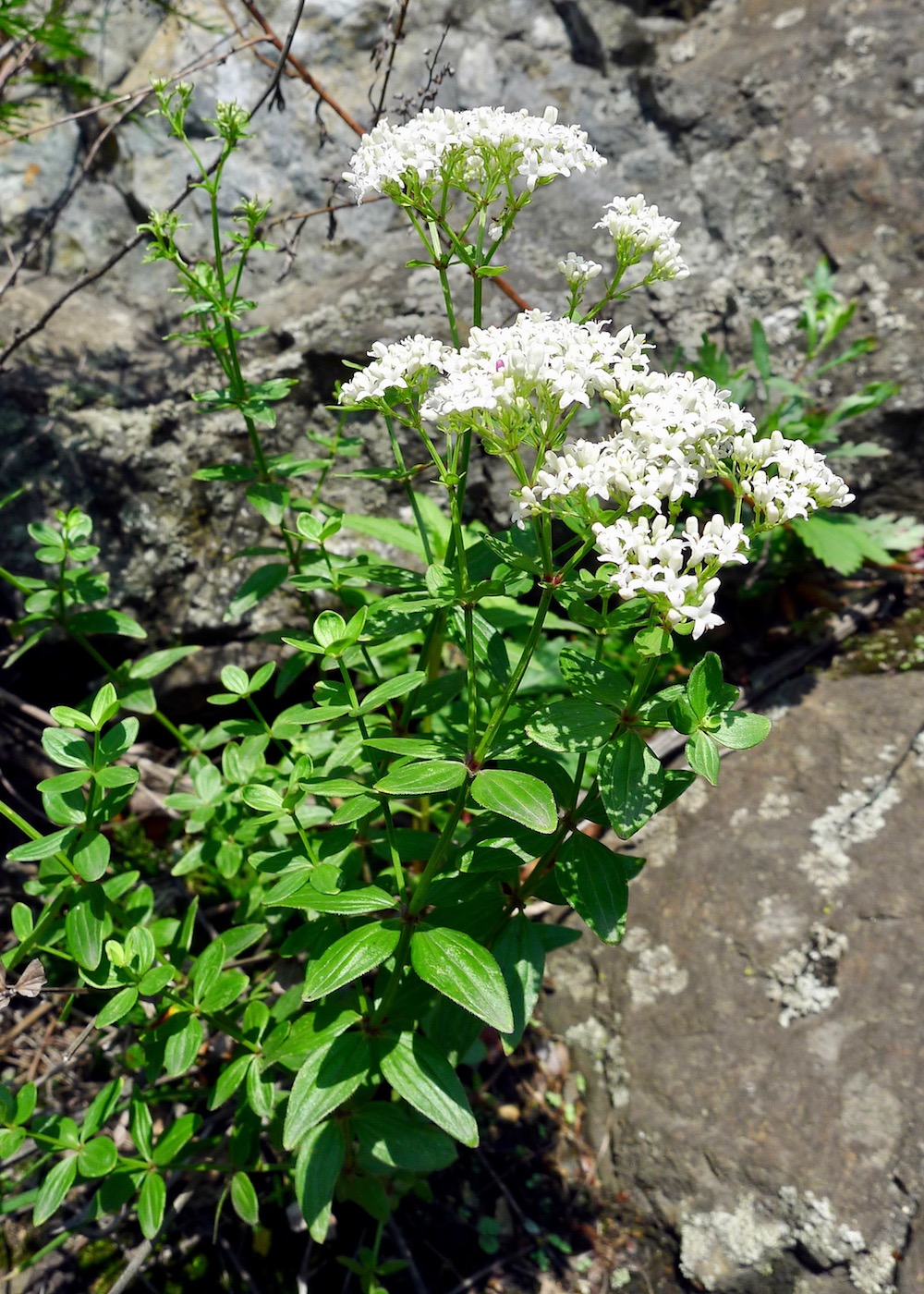 Изображение особи Galium platygalium.