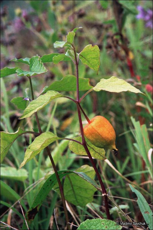 Image of Alkekengi officinarum specimen.