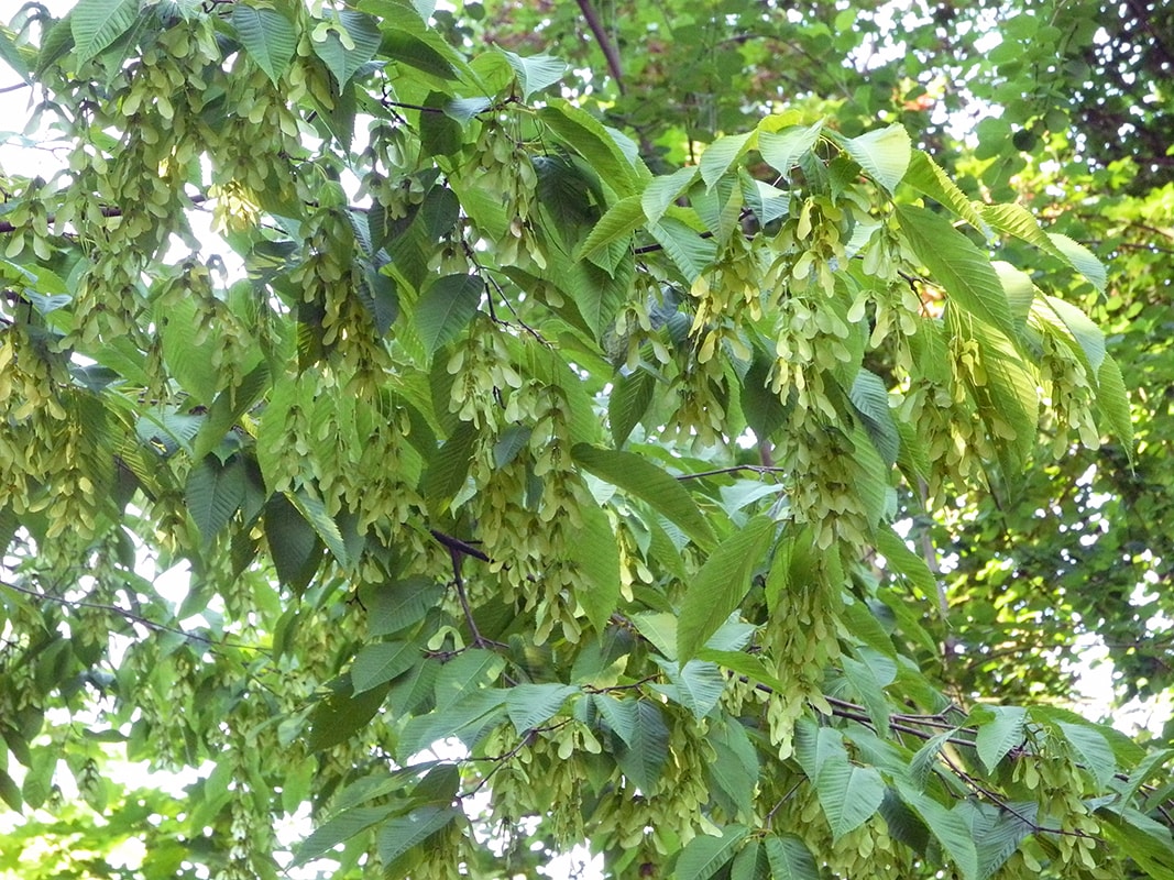 Image of Acer carpinifolium specimen.