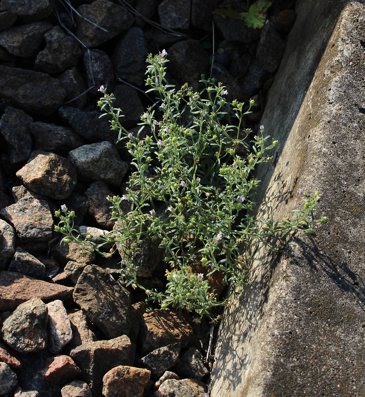 Image of Chaenorhinum minus specimen.